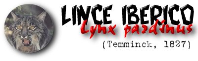 lynx (14k image)