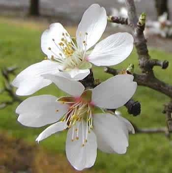 almond blossom