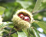 chestnuts