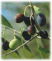 Olive fruit