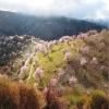 Alpujarran almond blossom